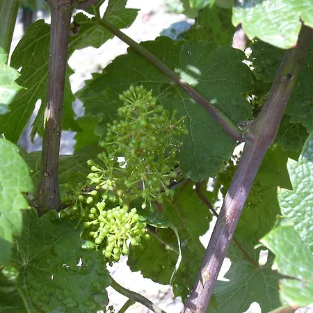 Apartamento Ferienweingut Simonis *